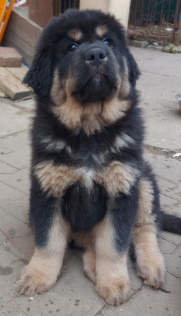 cambu