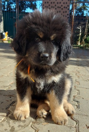 dorkha1