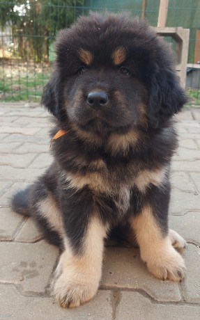 dorkha2
