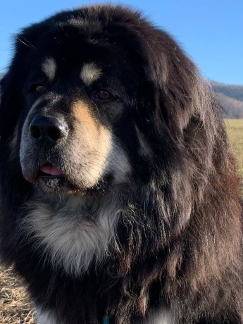 zimba19