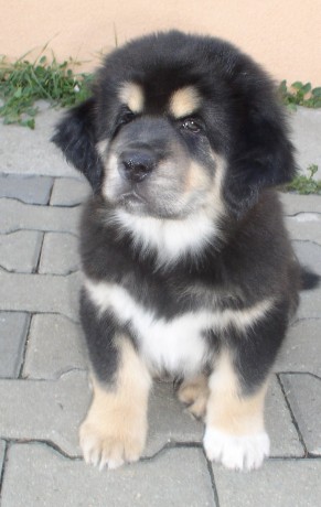 ishtar khan7w-big