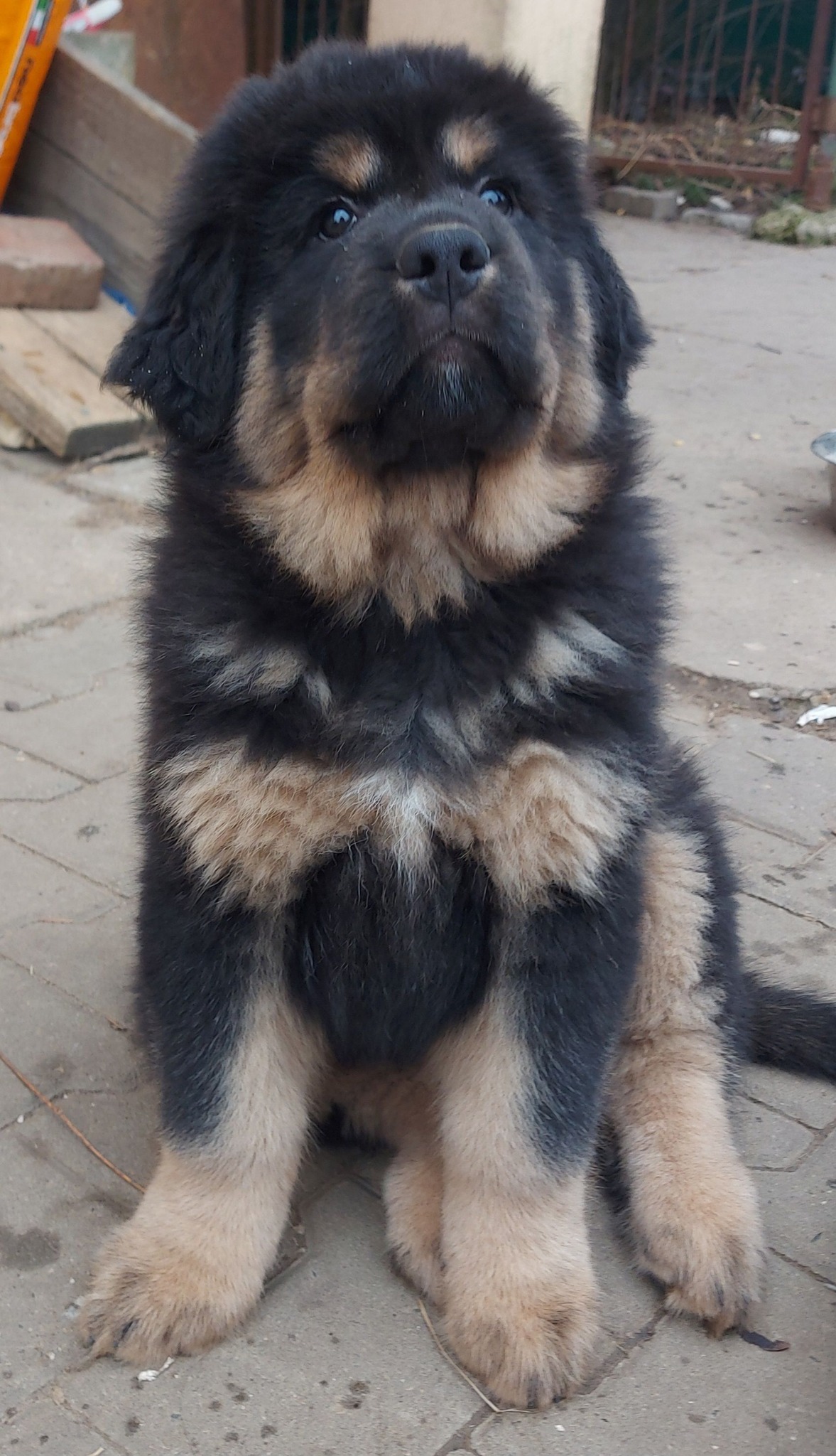 cambu