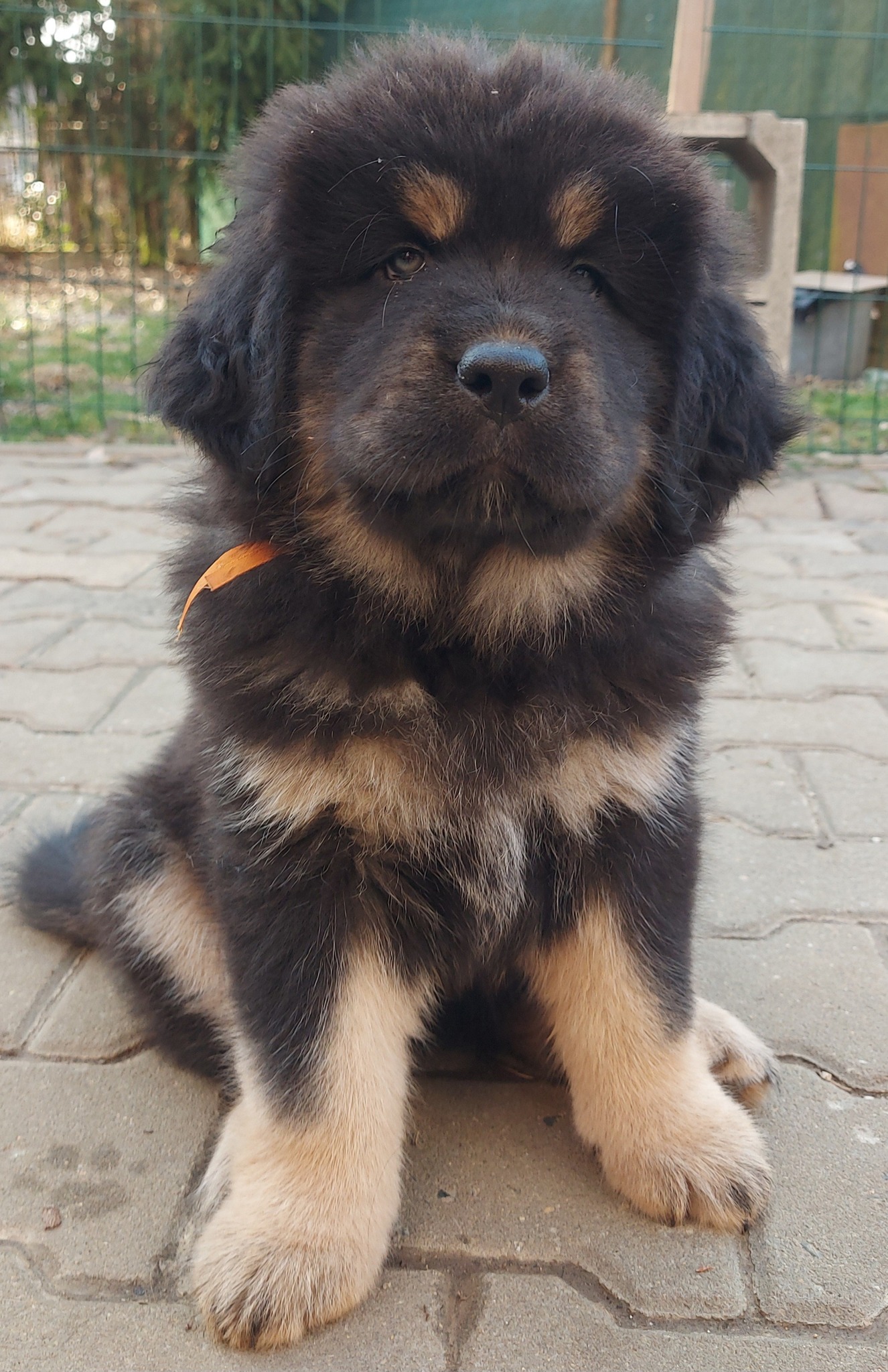 dorkha3
