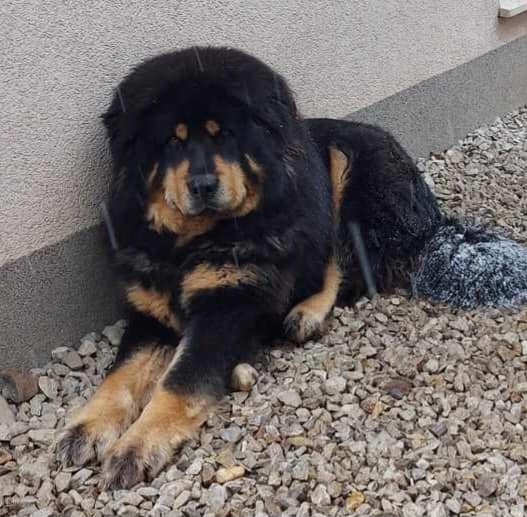 zorro9