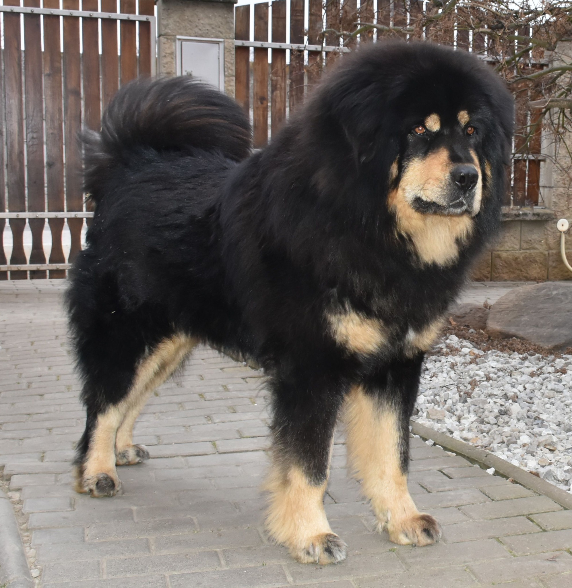 zorro12