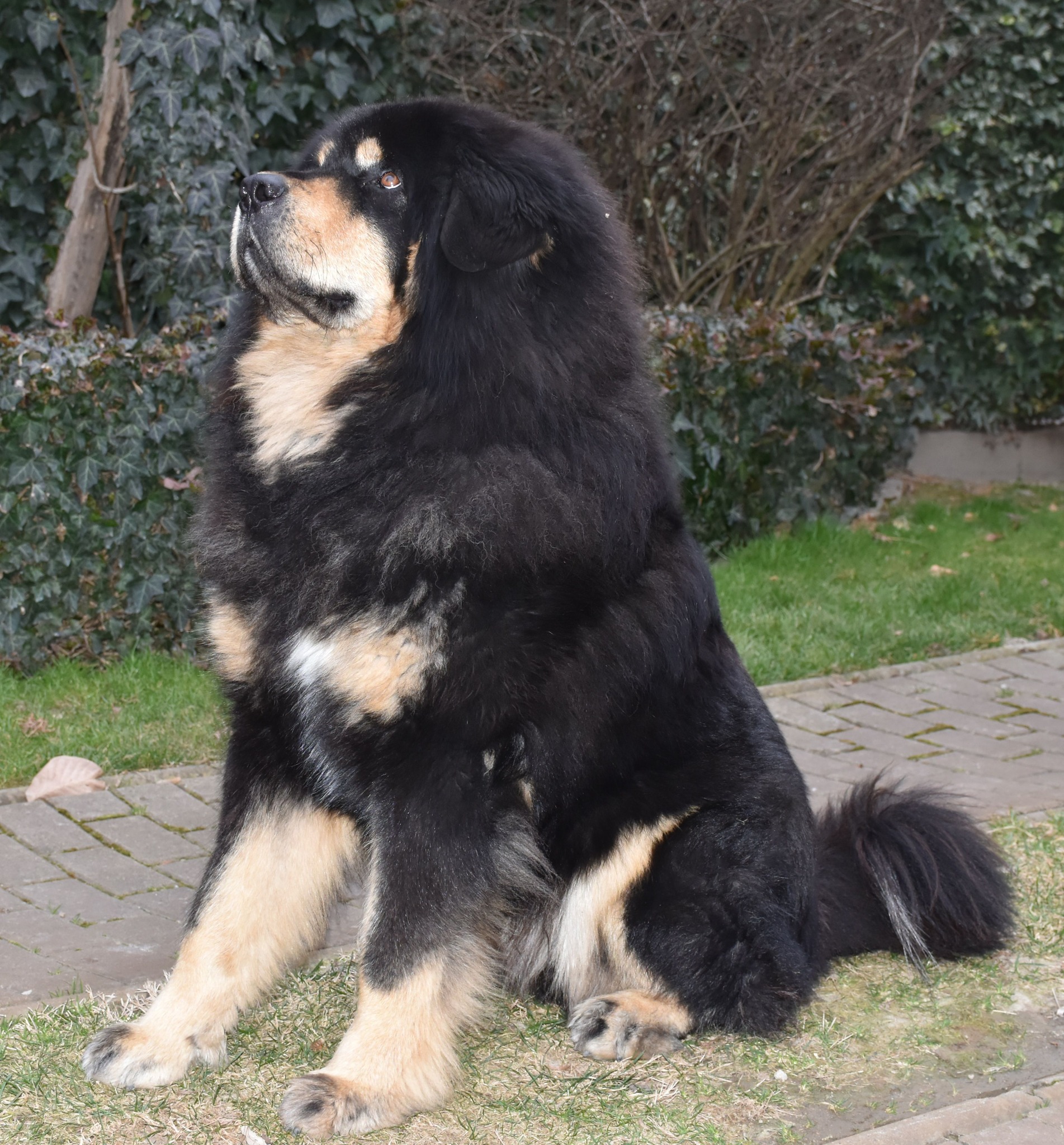 zorro14