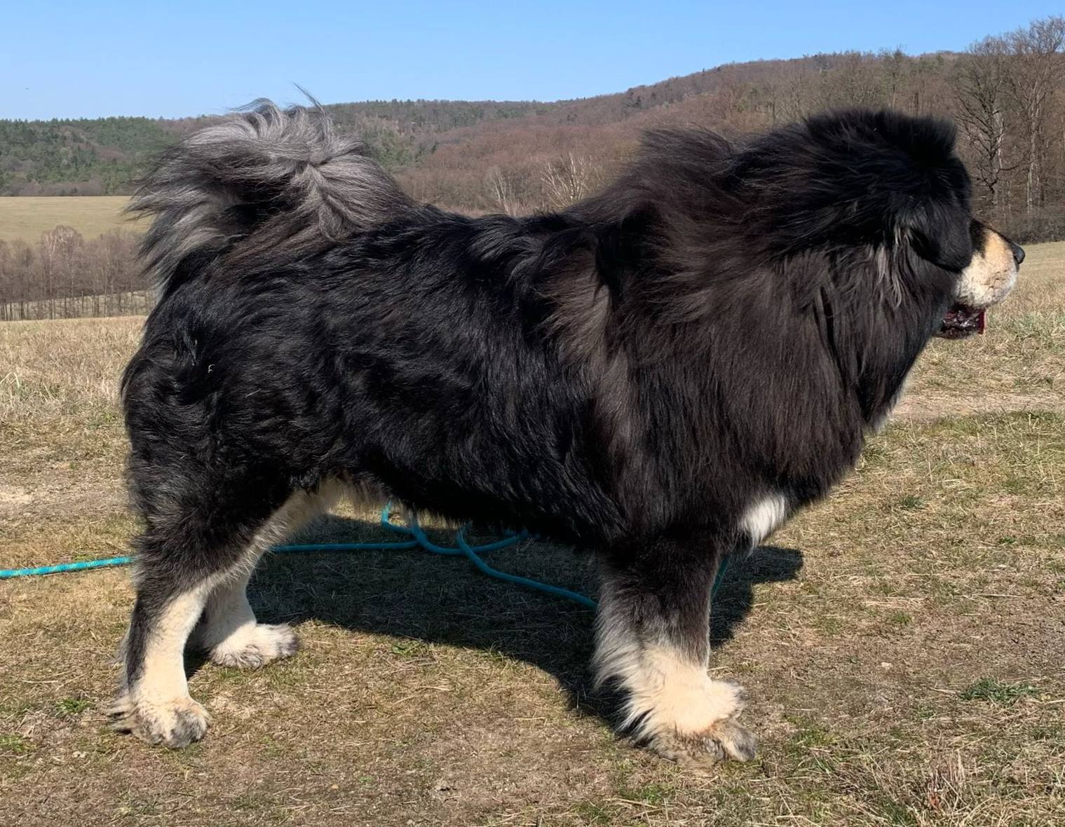 zimba14