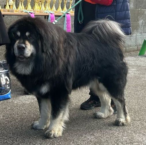 zimba17