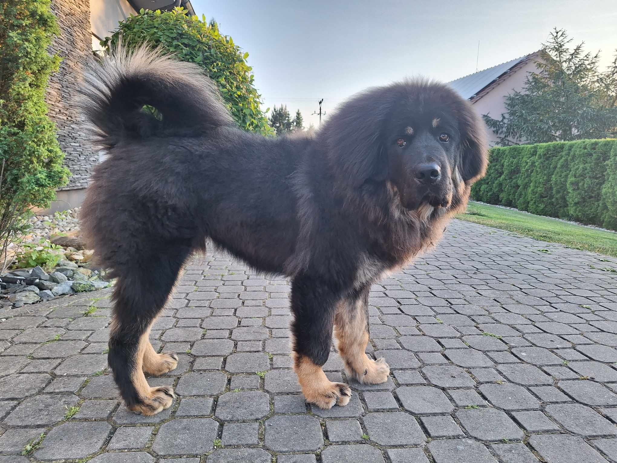 balu4