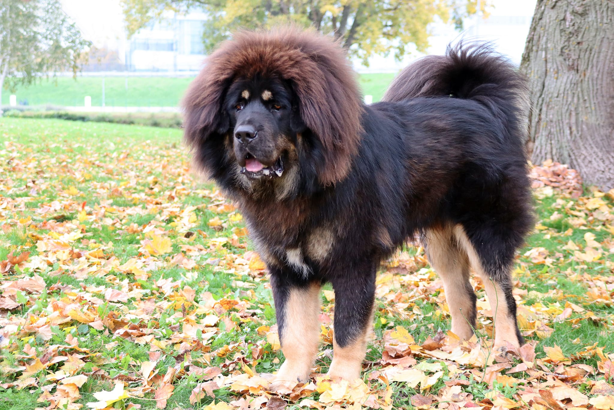 balu6