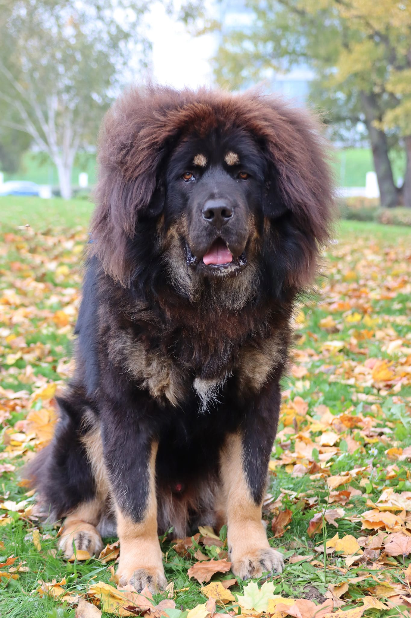 balu7