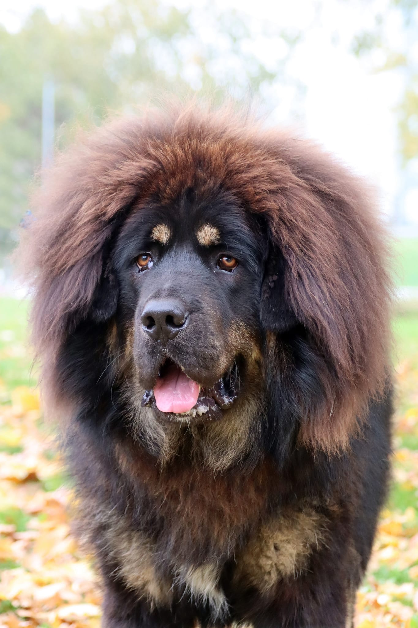 balu8
