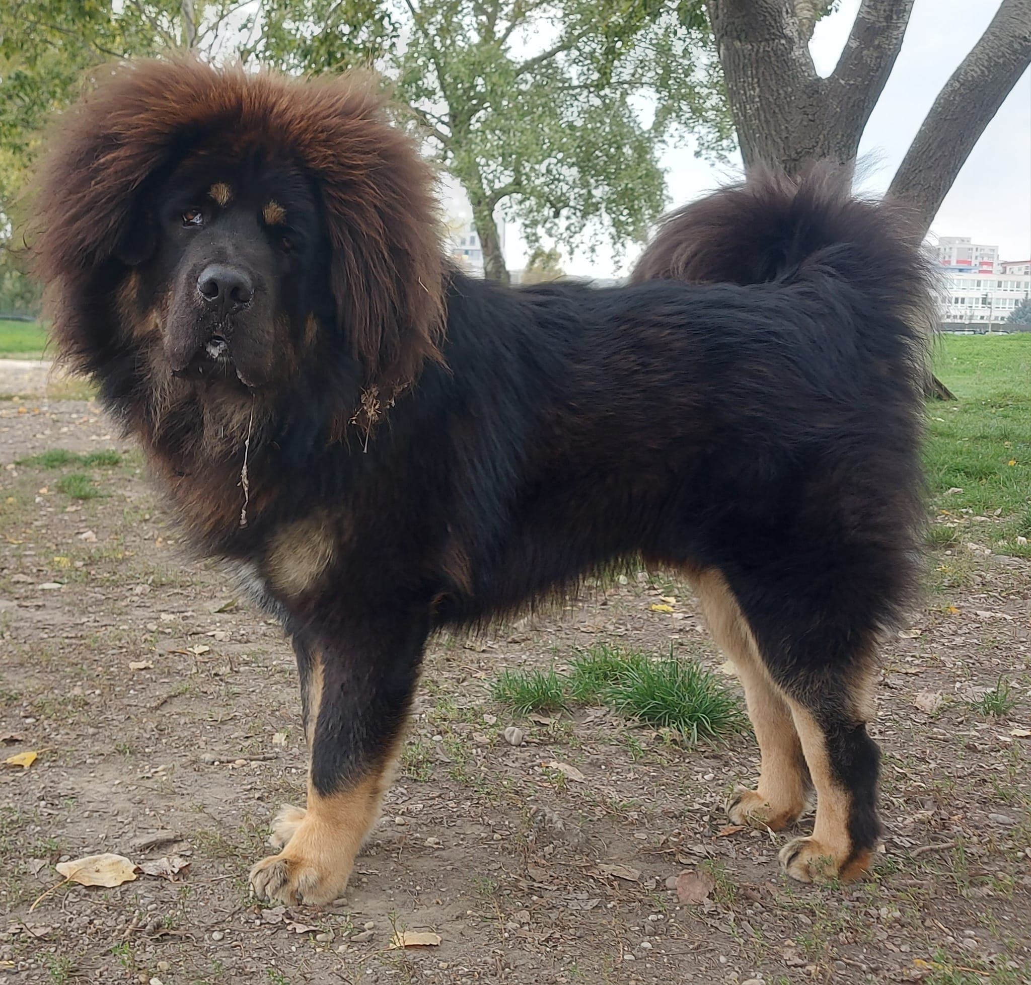 balu10