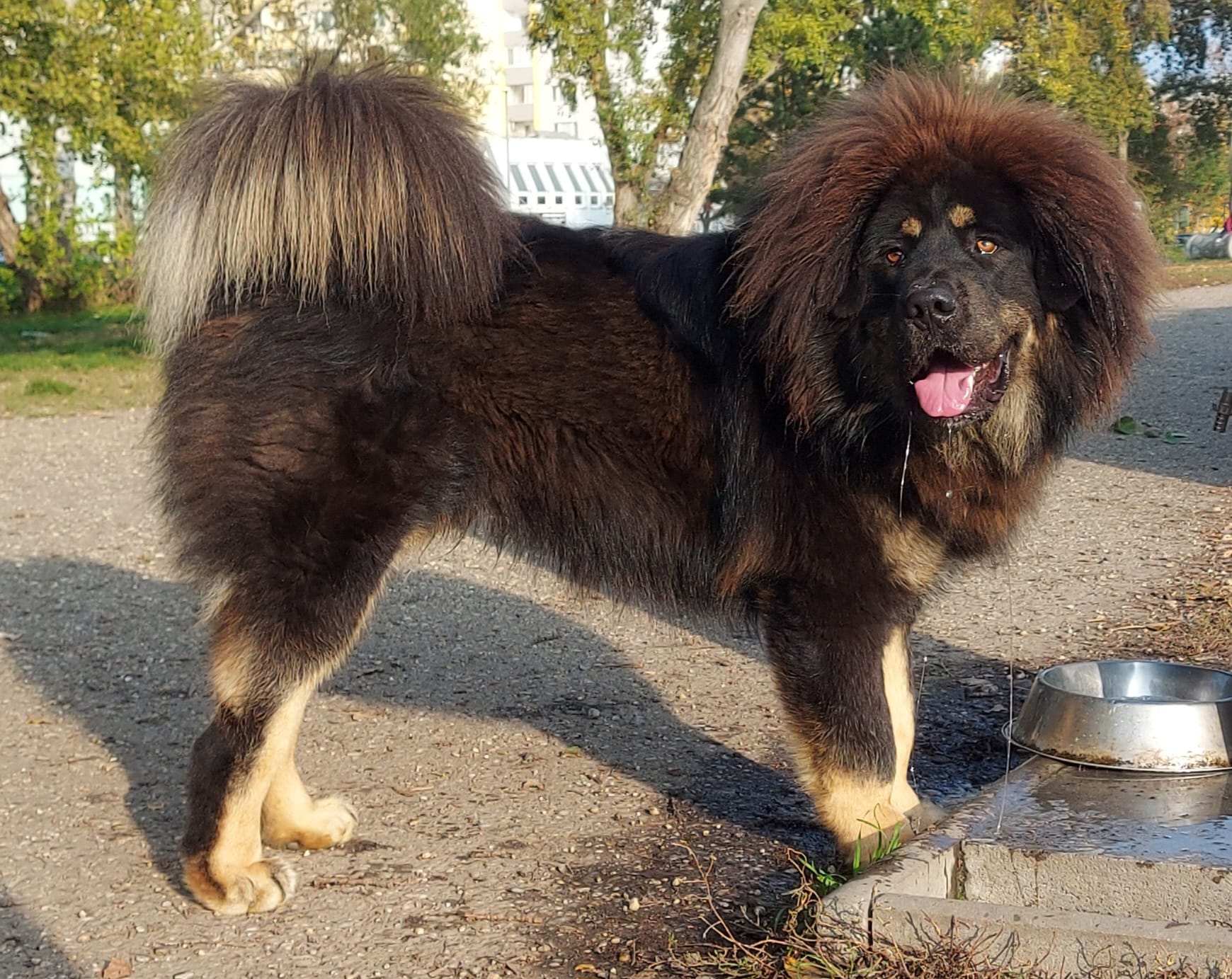 balu11