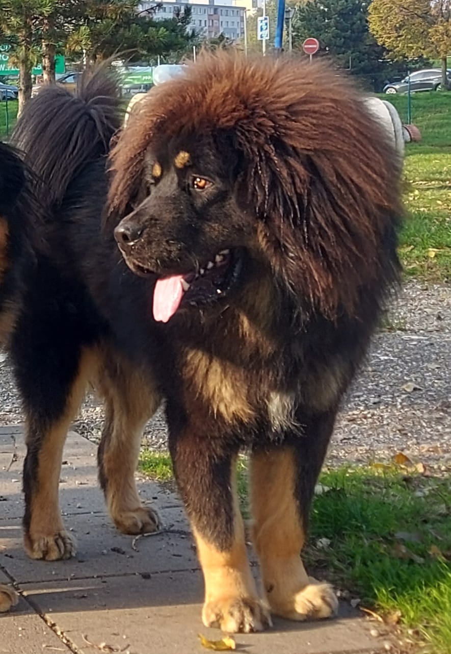 balu12