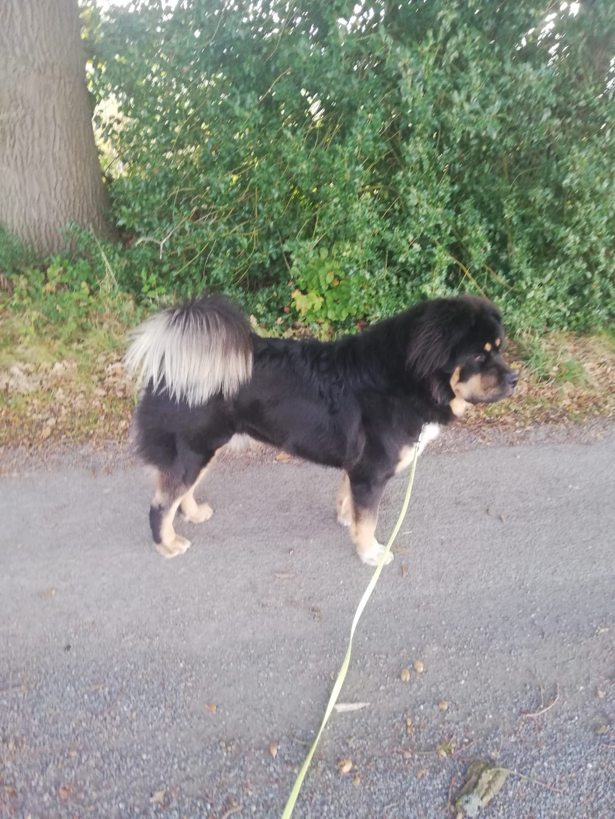 bodhi ozzy3