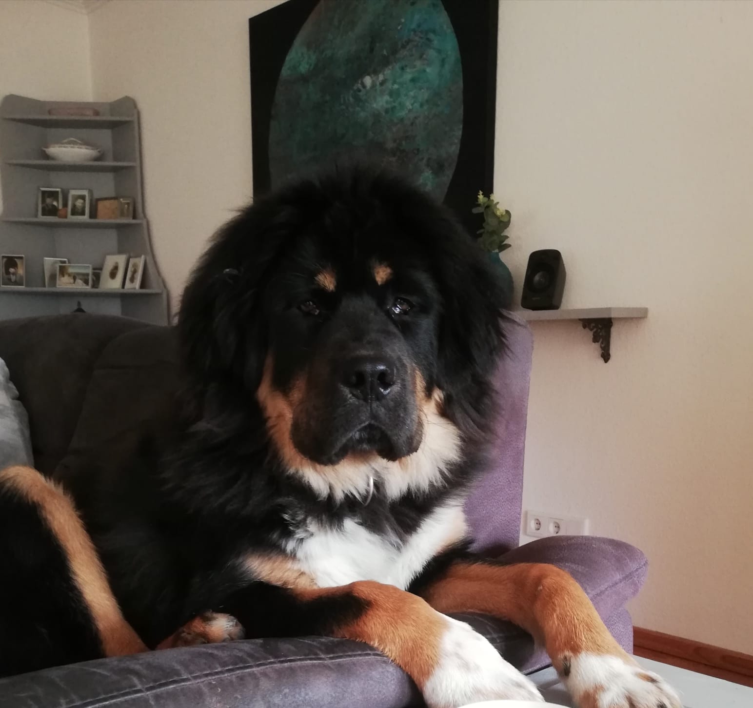 bodhi ozzy4