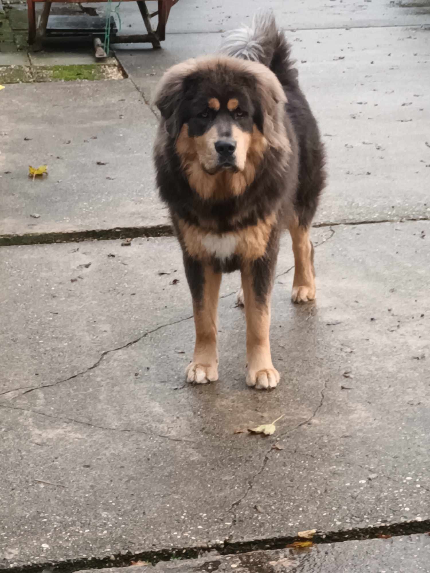 barkhor gyalpo7