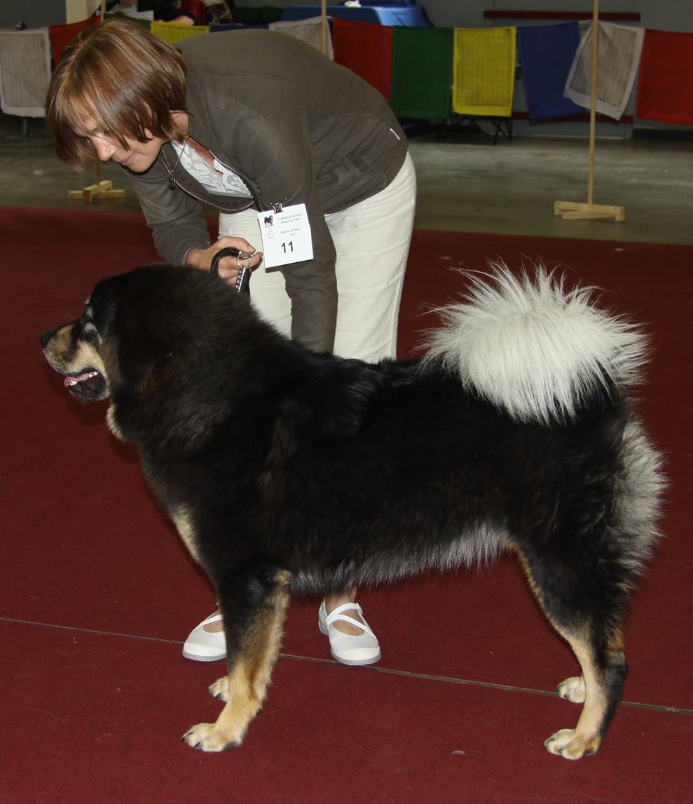 patchouli at show