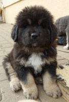 aiko-2.jpg