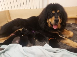 zafirka-pup-2025.jpg