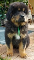 dorjee4.jpg