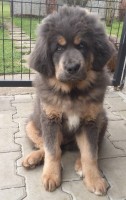 donkar1.jpg