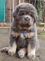 chogyal4.jpg