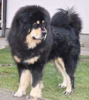 zorro11.jpg