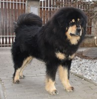 zorro12.jpg
